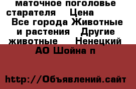 маточное поголовье старателя  › Цена ­ 2 300 - Все города Животные и растения » Другие животные   . Ненецкий АО,Шойна п.